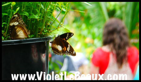 VioletLeBeaux-Melbourne-Zoo-1030157_1348 copy